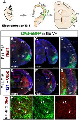 Dbx1-Derived Pyramidal Neurons Are Generated Locally in the Developing Murine Neocortex